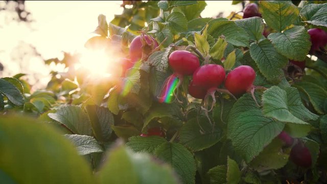 Hagebutten im Sonnenlicht gereift