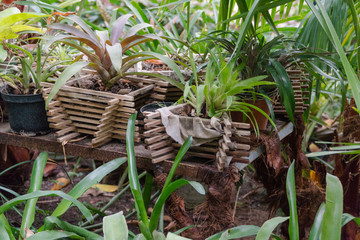 pot of flowers in a decorative greenhouse. tropical orangery