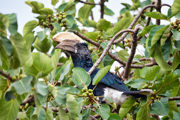 Big bird, Silvery-cheeked Hornbill, Bycanistes brevis, sits and feeding berries on tree, Ethiopia, Africa Wildlife © ArtushFoto