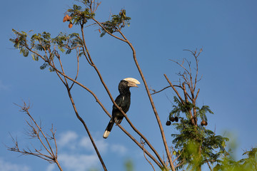 Big bird, Silvery-cheeked Hornbill, Bycanistes brevis, sits and feeding berries on tree, Ethiopia, Africa Wildlife © ArtushFoto