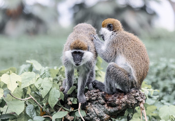 Vervet monkey family in social Grooming. Chlorocebus pygerythrus in Hawassa - Awasa city park, Ethiopia wildlife