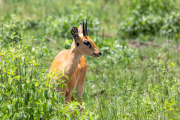 Oribi, Ourebia ourebi is small antelope found in eastern, southern and western Africa. Ethiopia, Senkelle Sanctuary, Africa wildlife