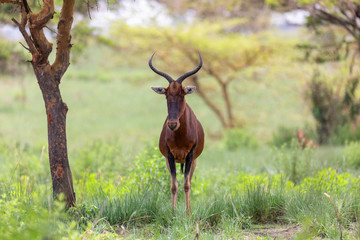 Swayne's Hartebeest antelope in Senkelle Sanctuary, Ethiopia, Africa wildlife