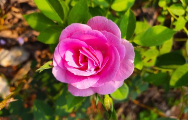 beautiful rose 