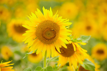 Field of sunflowers. Close up of sunflower against a field.