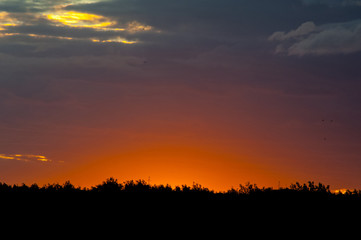 red sunset over the forest