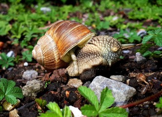 snail on grass