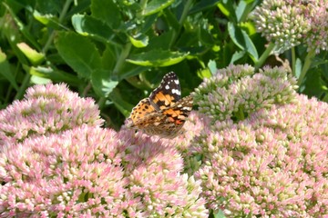 Papillon sur une fleur rose