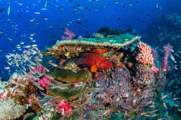 Naklejka na ściany i meble Tropical fish swimming around a healthy, colorful coral reef