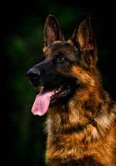 portrait of a dog shepherd breed looks outdoors