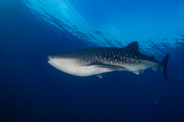 A huge female Whale Shark swimming in a tropical ocean