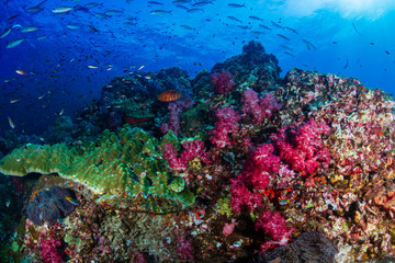 Tropical fish swimming around a healthy, colorful coral reef