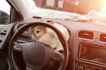 White gray rabbit in the car. Behind the wheel