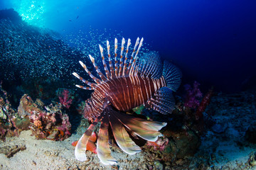 Colorful Common Lionfish patrolling a dark coral reef at dawn