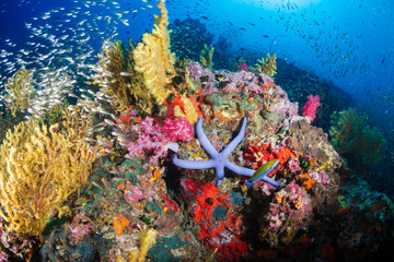 Tropical fish swimming around a healthy, colorful coral reef
