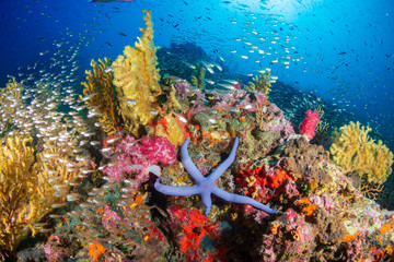 Fototapeta na wymiar Tropical fish swimming around a healthy, colorful coral reef