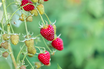 branch of ripe raspberries in a garden on green background