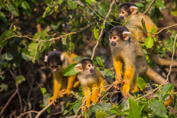 The mono amarillo chichi monkey
