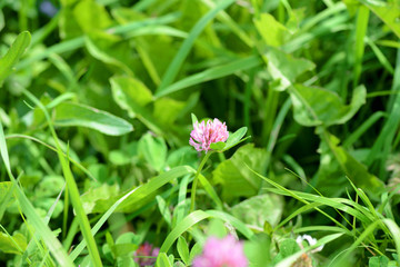 Obraz premium Small clover flower on a summer meadow close-up
