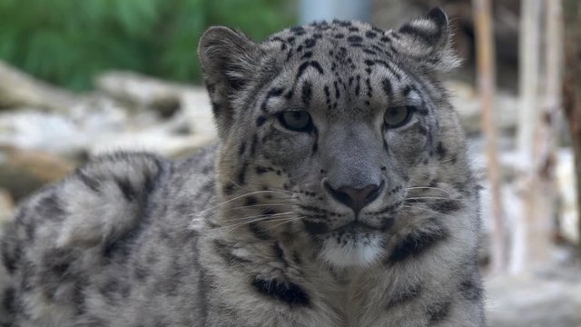 Slow motion Snow leopard Panthera uncia portrait closeup