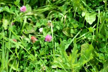 Small clover flower on a summer meadow close-up