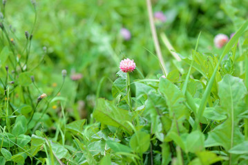 Small clover flower on a summer meadow close-up