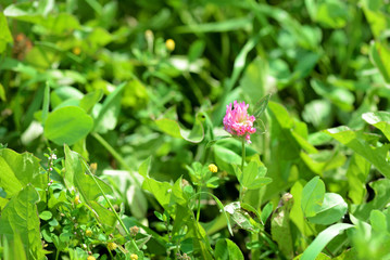 Small clover flower on a summer meadow close-up