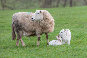Fototapeta premium Brecon Beacons ewe with two lambs