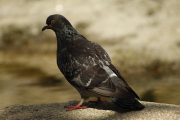 Street pigeon in the city of Pontevedra