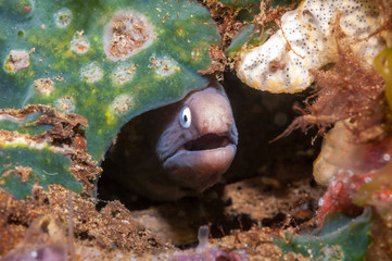 White eyed moray eel Philippines