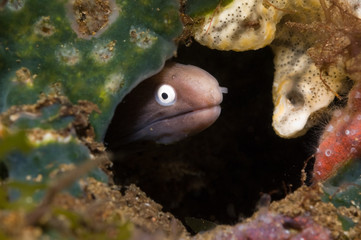White eyed moray eel face