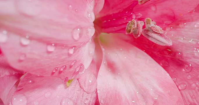 Alstroemeria Or Peruvian Lily Blooming. Extreme Macro. Black Background.