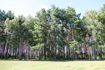 pine forest