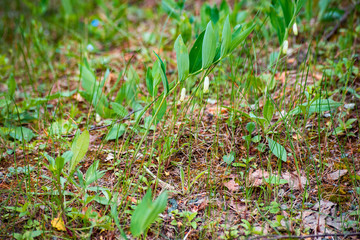 Polygonatum odoratum among the grass