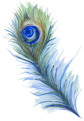 Watercolor illustration of a bright and shiny peacock feather in green and blue colours. Isolated on a white background