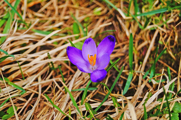 Spring crocus flower in a clearing with delicate purple petals and green leaves on a spring sunny day