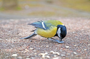 Titmouse and nuthatch with yellow, black, orange and white feathers eating seeds on a stone in spring day