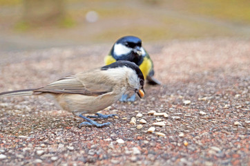 Titmouse and nuthatch with yellow, black, orange and white feathers eating seeds on a stone in spring day