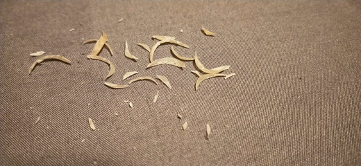 nail clippings on brown cloth surface 1