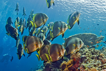 Fototapeta na wymiar Flock of bat fish swimming over the coral reef.