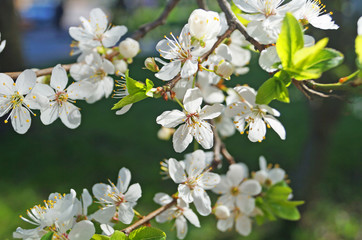 Cherry branch with white delicate flowers and a yellow center with green leaves against a blue sky
