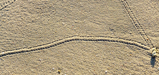 Fototapeta na wymiar Sand on the beach with traces of cancer hermit