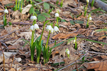 Flowers and buds of snowdrops with white petals and green leaves in the forest on a spring sunny day
