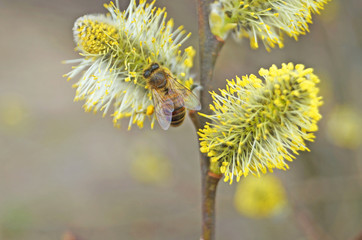 A bee sits on a flowering willow branch with white fluffy flowers and yellow pollen on a spring sunny day