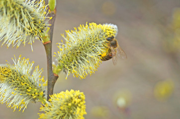 A bee sits on a flowering willow branch with white fluffy flowers and yellow pollen on a spring sunny day