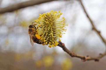 A bee sits on a flowering willow branch with white fluffy flowers and yellow pollen on a spring sunny day
