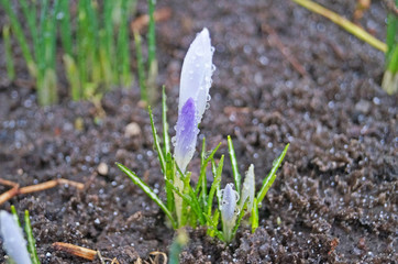 Crocus buds with blue and white petals and green leaves on a flowerbed on a spring sunny day