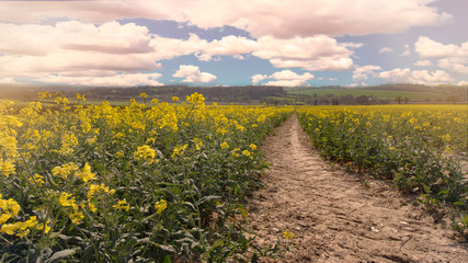 A field of rape seed oil flowers in the spring under cloudy sky