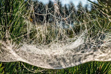 drops of morning dew on a spider web on pine branches at sunrise