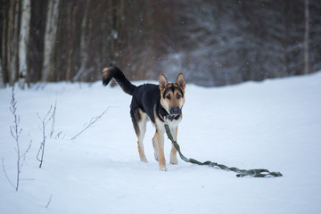 purebred german shepherd at walk in winter